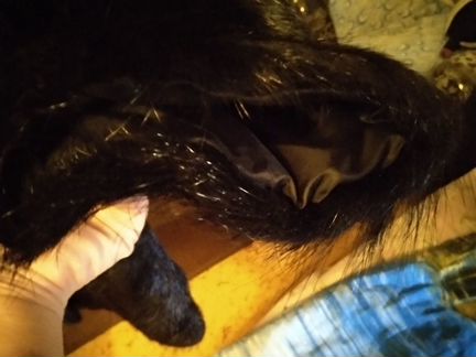 Полушубок нутрия чёрный 50-52