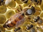 Пчеломатки: Карника, Бакфаст, Кордован