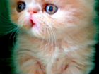 Персидская и экзотическая порода котят объявление продам