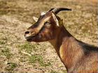 Камерунский козел