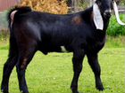 Англо-нубийский козел объявление продам