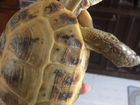 Черепаха самец объявление продам