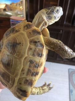 Черепаха самец